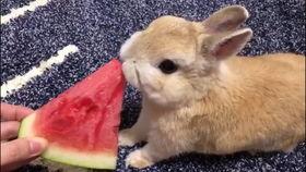 兔子可以吃瓜么,揭秘兔子饮食中的瓜类之谜