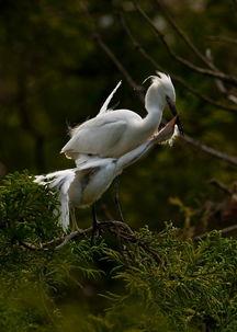 吃瓜的小鹭,揭秘娱乐圈那些不为人知的幕后故事