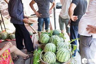 上海60岁老人吃瓜,瓜果飘香乐享清凉时光