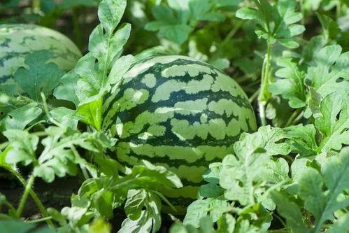 云幽岛吃瓜,揭秘神秘吃瓜文化背后的故事