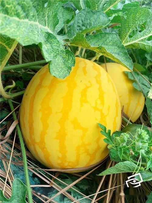 实习时吃的瓜,揭秘职场那些事儿