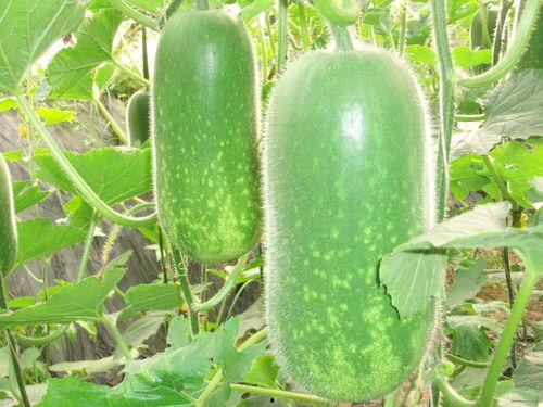 陈祎51吃瓜今日大瓜,揭秘今日娱乐圈大瓜幕后真相