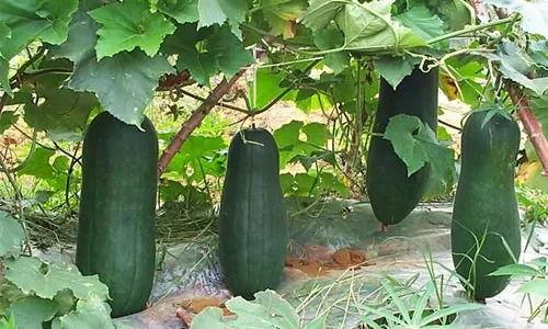 在公司吃的瓜,揭秘公司内部那些不为人知的秘密