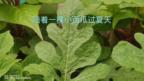 等着吃瓜的人,揭秘“等着吃瓜”的趣味人生