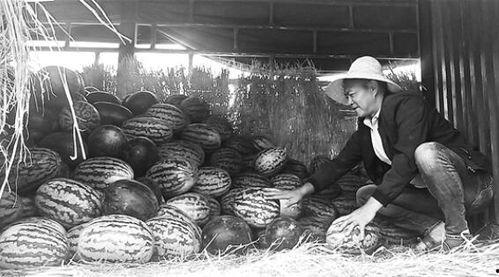 洋县吃瓜群众事件始末