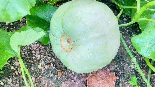 今天吃的什么瓜