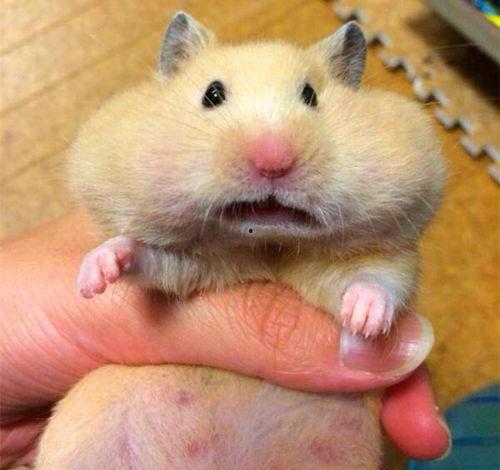 仓鼠吃瓜简笔画,趣味简笔画中的温馨瞬间