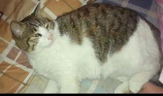 猫也会吃瓜,猫也会吃瓜的趣味探索