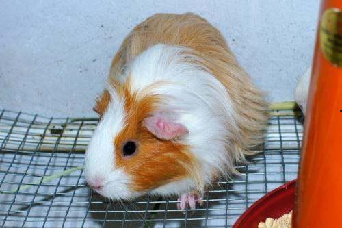 豚鼠吃头瓜,揭秘它们对头瓜的偏爱之谜