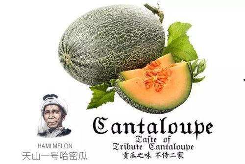 吃瓜号名称,网络舆论场中的瓜田乐土