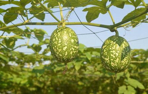 吊瓜和红枣能在一块吃吗,营养互补的养生搭配探索